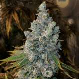Sundae Cookies strain photo