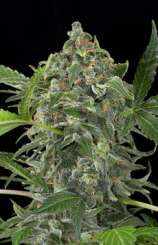 White Cheese Autoflowering strain photo