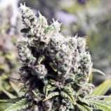 Female Seeds - X-Line BIG Grapefruit strain photo