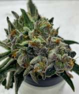 Rainbow Harbor strain photo