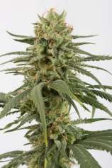 Amnesia CBD strain photo