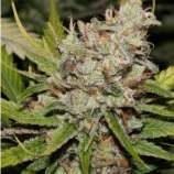 Northern Light strain photo