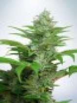 Auto CBD Star strain photo