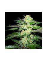 Lavender strain photo