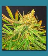 Lime Skunk strain photo