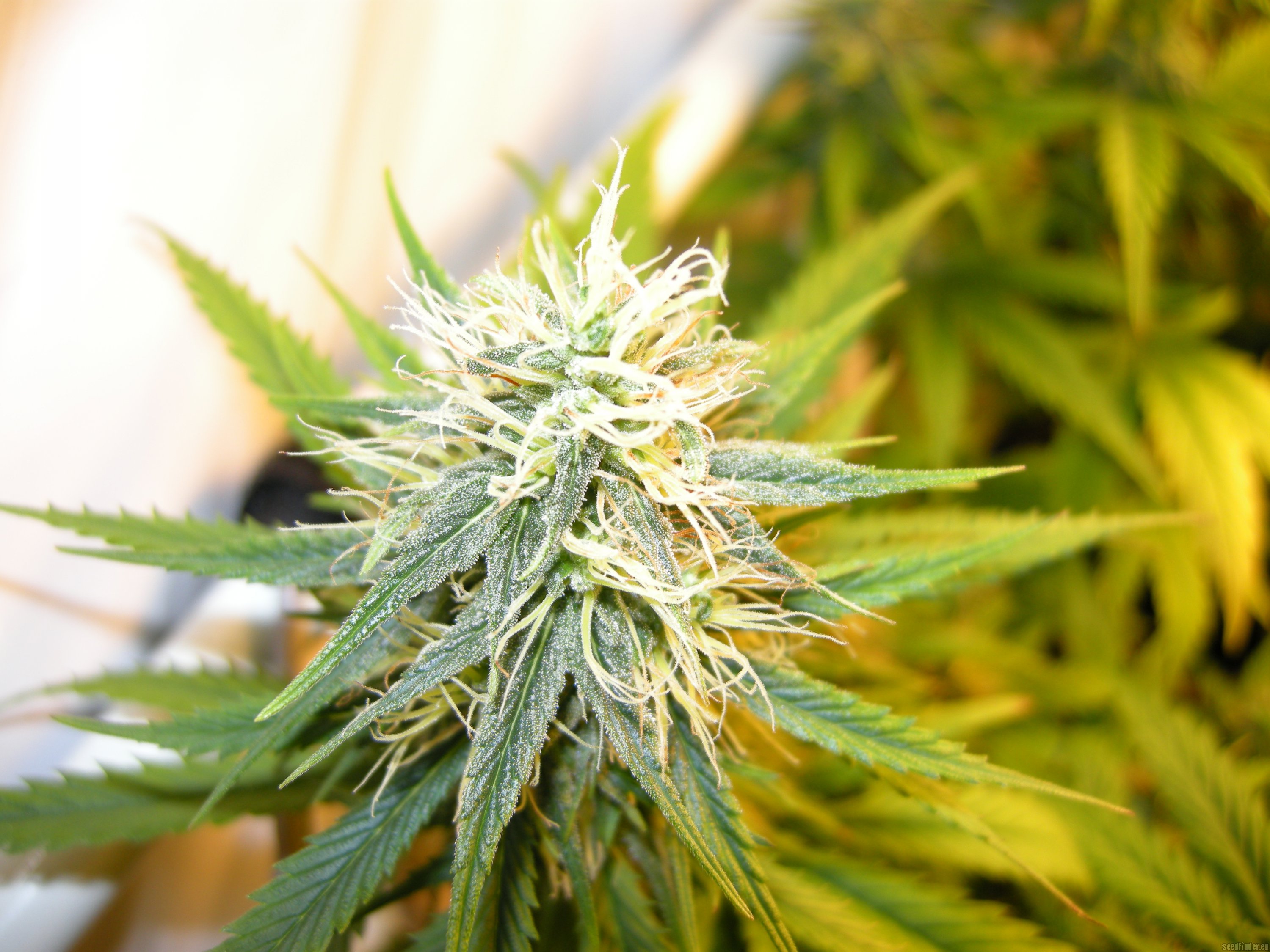 Erdbeer strain photo