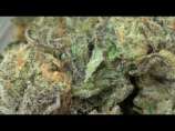 Dawgs Waltz strain photo