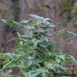 L.B.S.D. strain photo