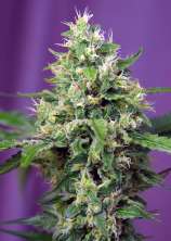 Sweet Amnesia Haze XL Auto strain photo