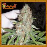 Blue Kripple strain photo