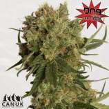 Coco Melon strain photo