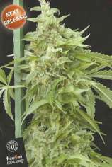 HazeGom strain photo