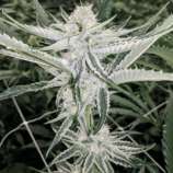 Cake Crasher strain photo