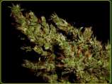 G13 Haze Haze Heaven strain photo