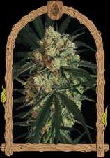 A.A.A strain photo