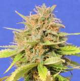 Girl Scout Cookies Auto strain photo