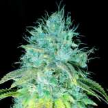 Sour Puss strain photo