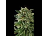Critical Automatic strain photo