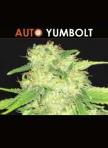 Auto Yumbolt strain photo