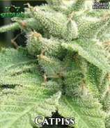 Catpiss strain photo