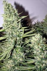 Rare Dankness Seeds - Longs Peak Blue strain photo