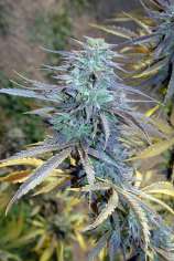 Easy AK XL strain photo