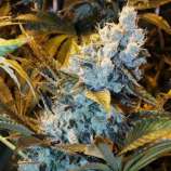 Auto Lemon Skunk strain photo