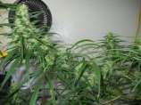 High Road strain photo
