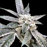 Golden Berry strain photo