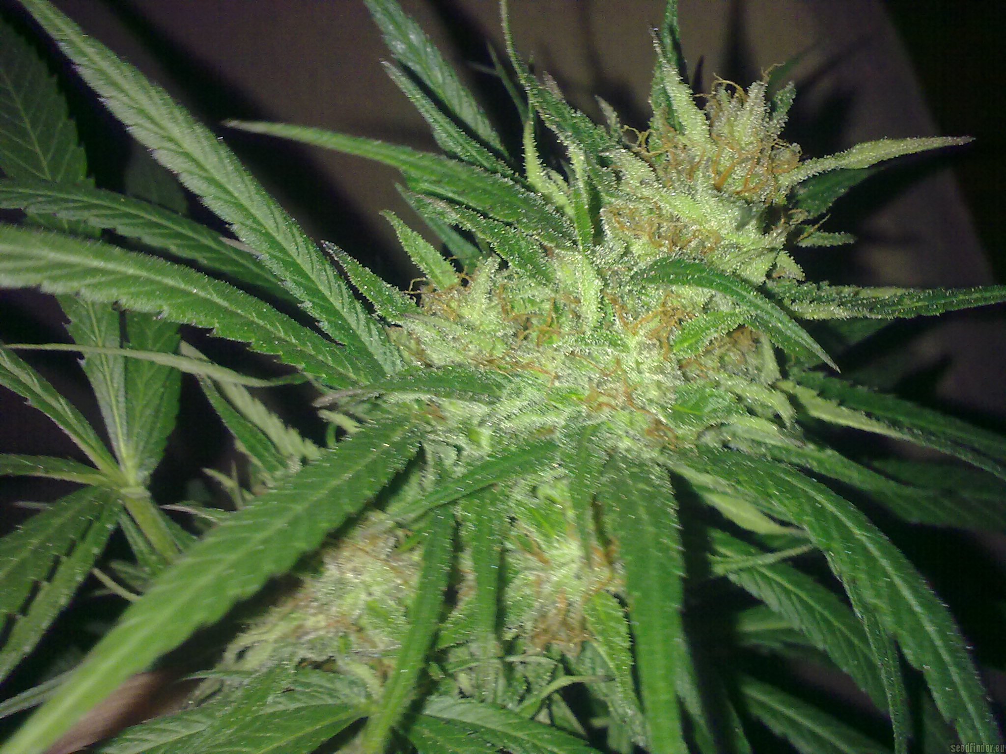 The Edge strain photo