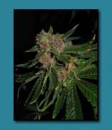 2 In The Pink strain photo