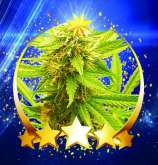 Moonlight strain photo