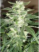 Auto Makka 47 strain photo
