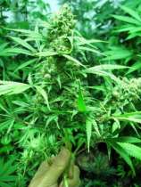 Apollo 11 Genius Pheno strain photo