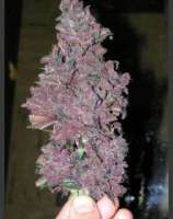 Blackberry strain photo