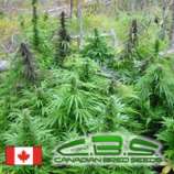 Poison Mighty Mite strain photo