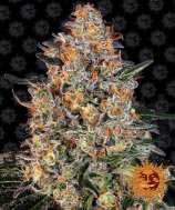 Bubba Kush strain photo