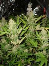 Chemdog 99 strain photo