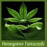 Masterkush strain photo