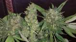 Berserk Solo strain photo