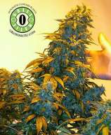 Automatic AK-47 strain photo