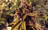 Stone Free strain photo