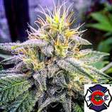 Reservoir Dawg strain photo