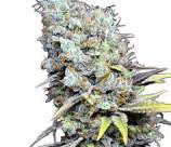 CBD Big Bud Super Skunk strain photo