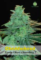 Cheddarhead strain photo