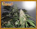 Kripple Roulette strain photo