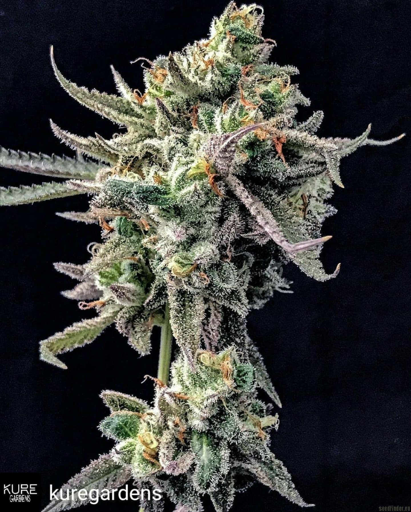 Peanut Butter Crunch strain photo