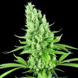 Amnesia Auto strain photo