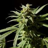 Pure Pineapple Kush strain photo