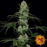 Tangerine Dream Auto strain photo